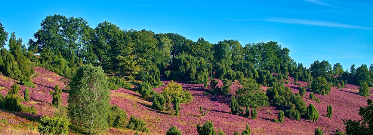 Urlaub Lüneburger Heide