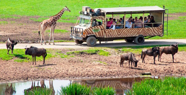Serengeti-Park Hodenhagen – Expedition Natur und Abenteuer
