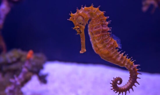 Sea Life Konstanz – beliebtes Ausflugsziel am Bodensee für Familien