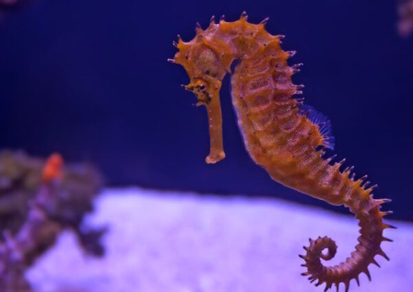 Sea Life Konstanz – beliebtes Ausflugsziel am Bodensee für Familien