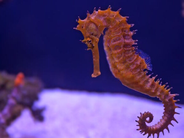 Sea Life Konstanz – beliebtes Ausflugsziel am Bodensee für Familien