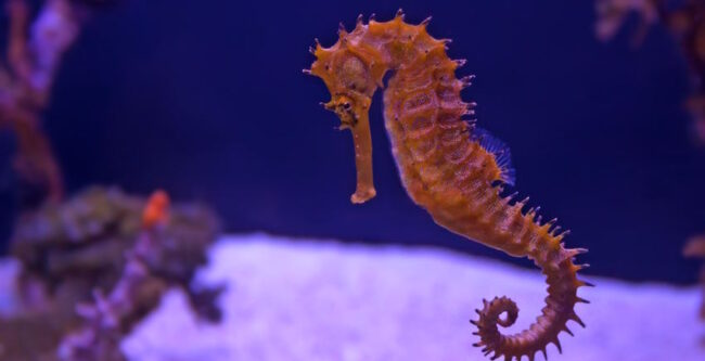 Sea Life Konstanz – beliebtes Ausflugsziel am Bodensee für Familien