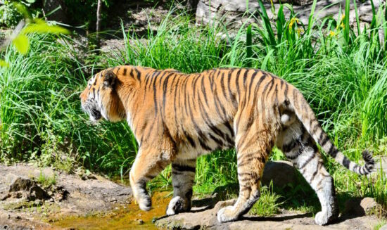 Zoo Leipzig – einer der ältesten Zoologischen Gärten in Deutschland