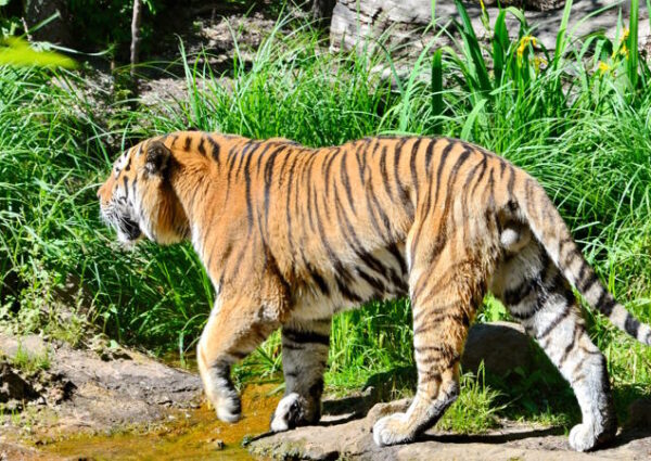 Zoo Leipzig – einer der ältesten Zoologischen Gärten in Deutschland