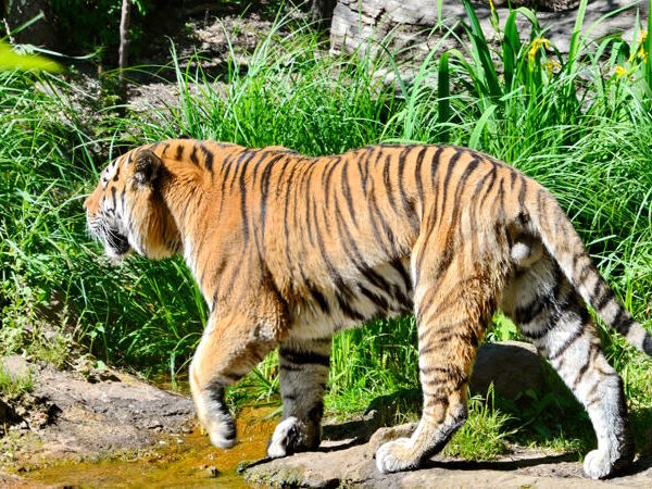 Zoo Leipzig – einer der ältesten Zoologischen Gärten in Deutschland
