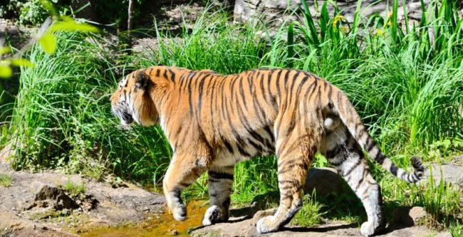 Zoo Leipzig – einer der ältesten Zoologischen Gärten in Deutschland