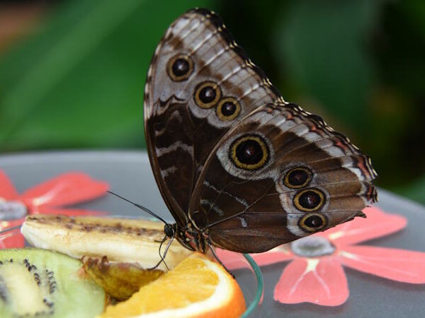 Biosphäre Potsdam – Ein Ort der Ruhe und Erholung