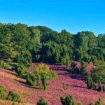 Urlaub Lüneburger Heide